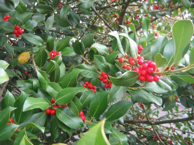 Ilex aquifolium (Agrifoglio)